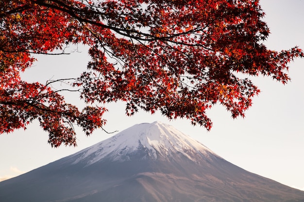 Foto gratuita Árbol de arce con hojas rojas bajo la luz del sol con una montaña cubierta de nieve.