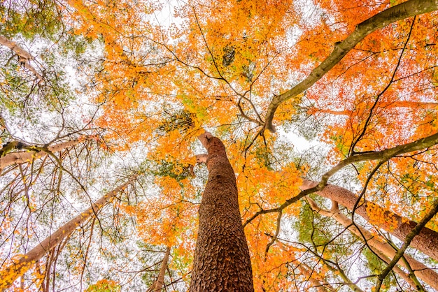 árbol de arce