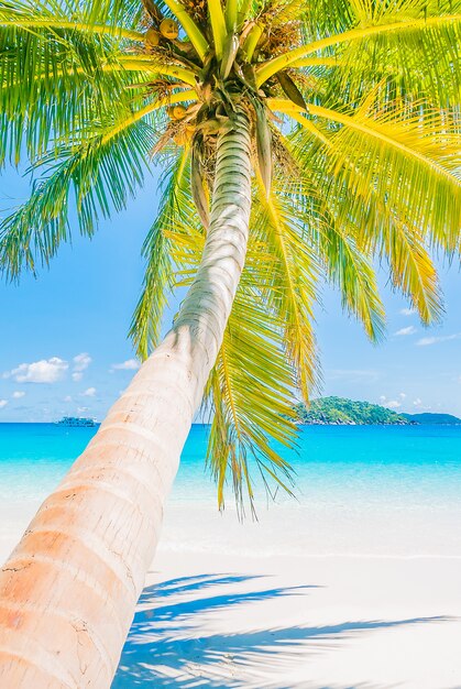 árbol blanco océano azul del Caribe