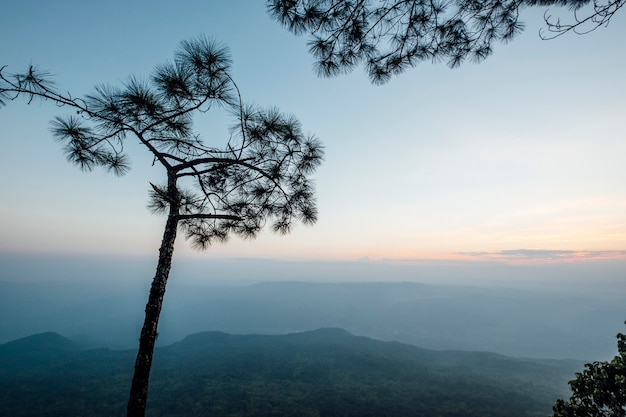 arbol y bosque al atardecer