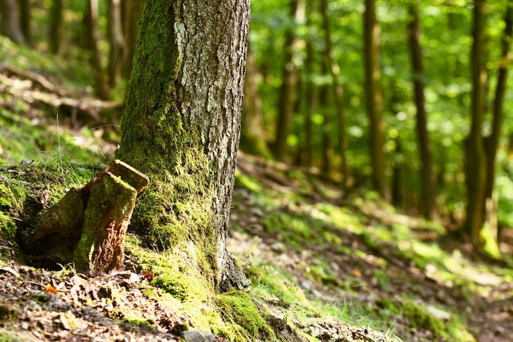 Árbol en un bosque