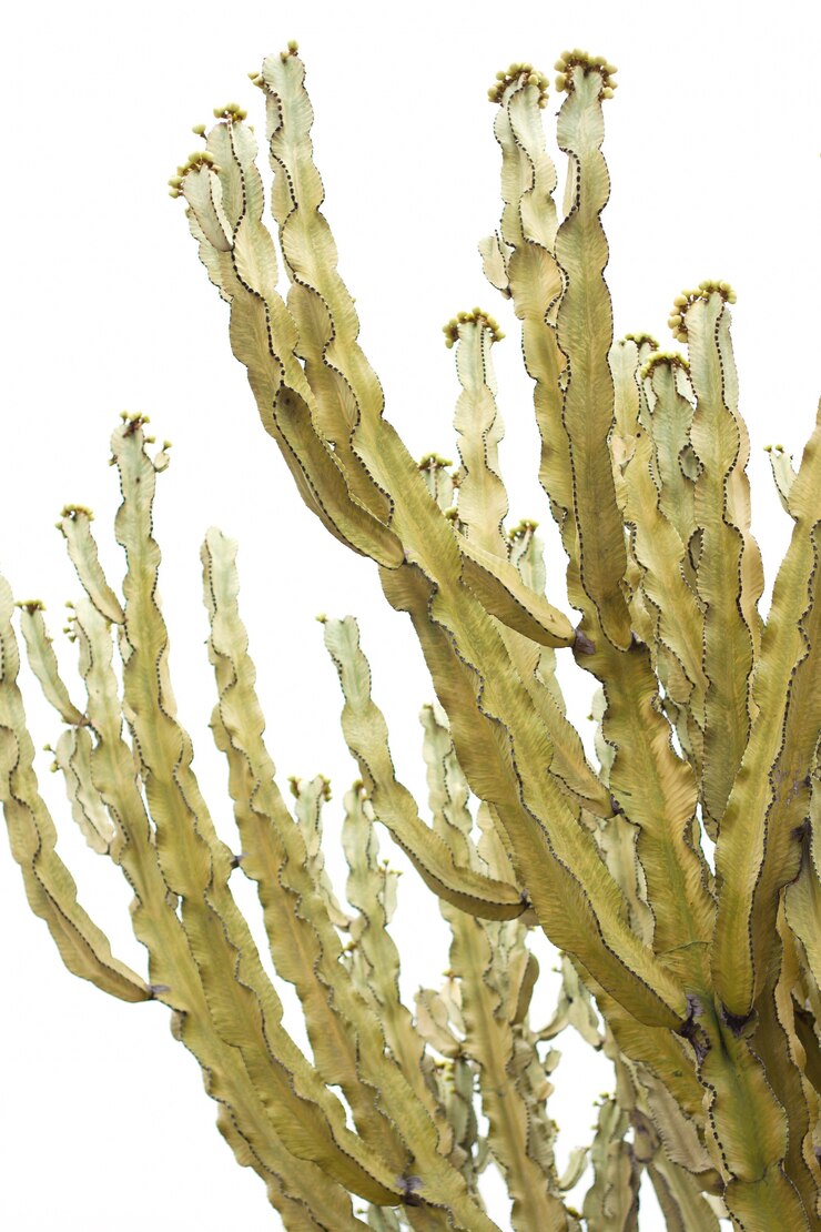 Foto gratuito árbol de cactus en el fondo blanco