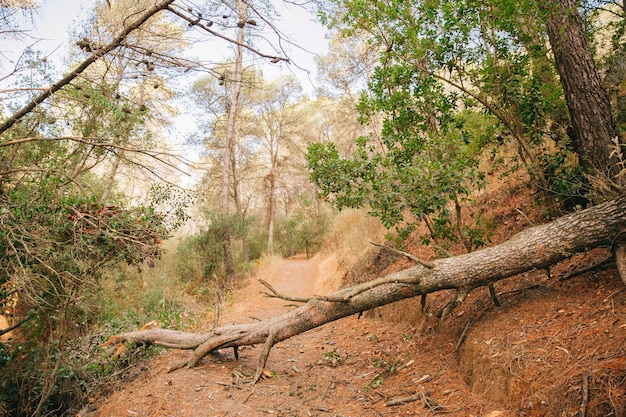 árbol caído en camino en naturaleza