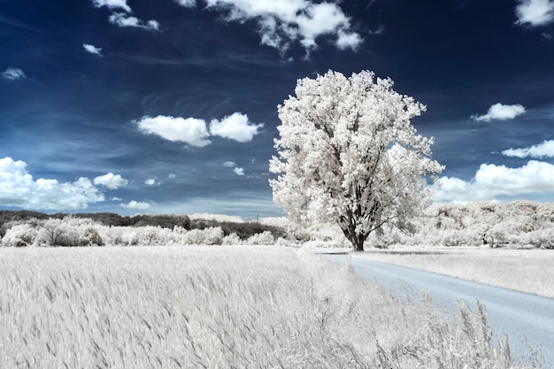 árbol en un campo de hierba cerca de un campo de trigo bajo el hermoso cielo nublado