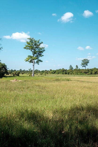 árbol cielo y campo