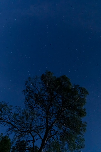 Foto gratuita Árbol con cielo estrellado