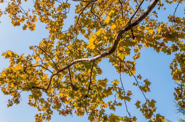 árbol y cielo