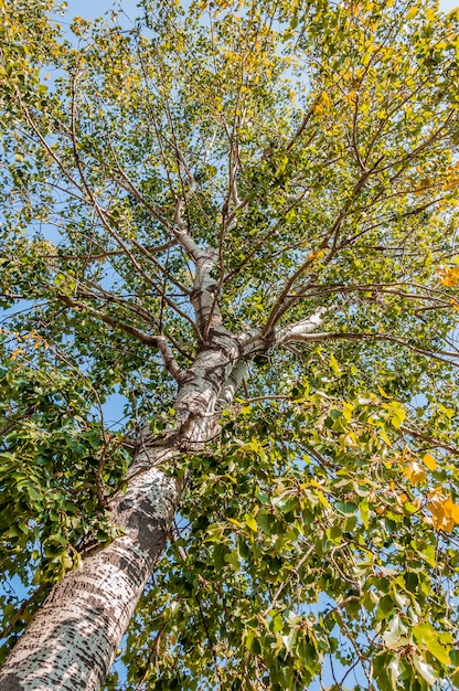 árbol y cielo