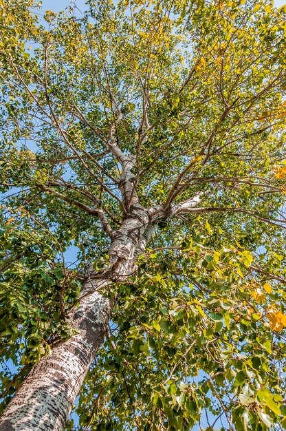 árbol y cielo