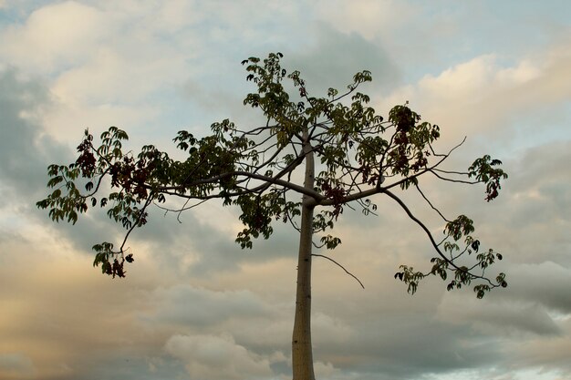 árbol en el cielo