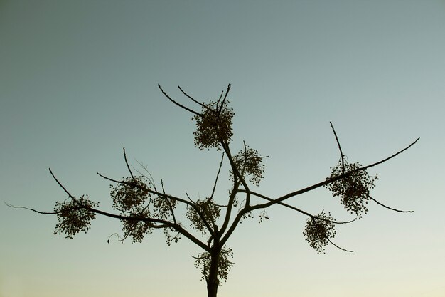 árbol en el cielo