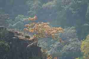 Foto gratuita Árbol creciendo en un acantilado