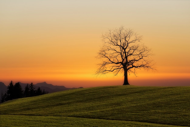 Foto gratuita Árbol desnudo durante la puesta de sol