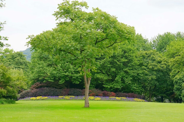 Foto gratuita Árbol enfrente de un jardín