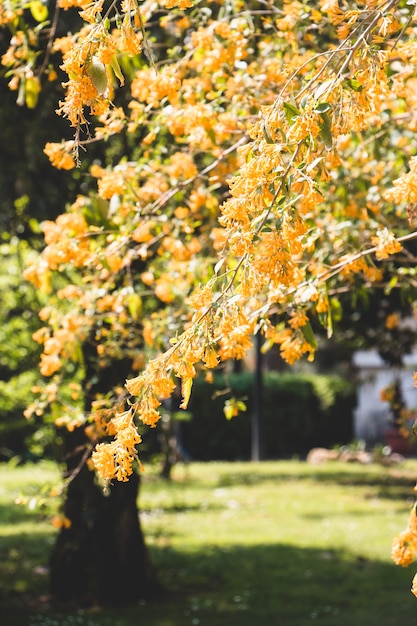 Foto gratuita Árbol floreciente en un día soleado