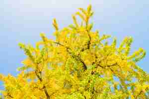 Foto gratuita Árbol de ginkgo en japón