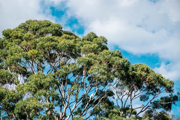 Foto gratuita Árbol grande y cielo azul