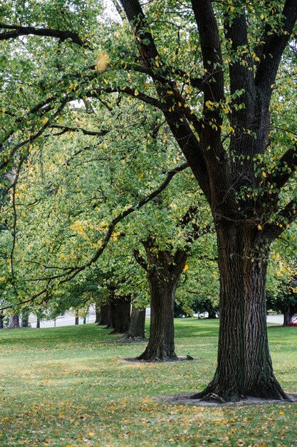 árbol grande en el parque