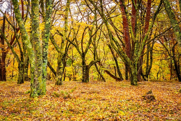 Foto gratuita Árbol hermoso de la hoja de arce en la estación del otoño