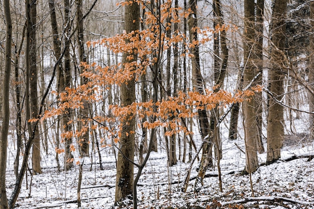 Foto gratuita un árbol con hojas amarillas en un bosque nevado