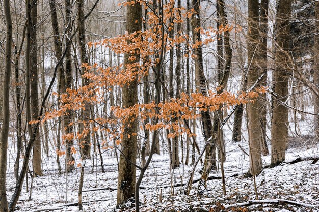 Un árbol con hojas amarillas en un bosque nevado