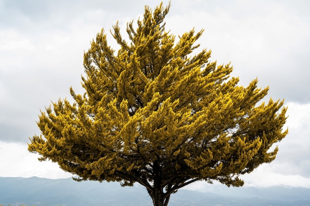 Un árbol con hojas amarillas con mal tiempo.