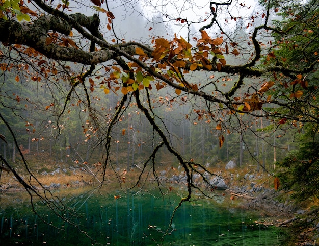 Foto gratuita Árbol con hojas de naranja y un lago zugspitze en eibsee