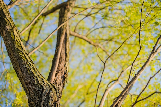 Foto gratuita Árbol con hojas verdes