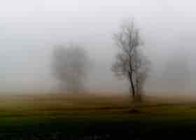 Foto gratuita Árbol sin hojas