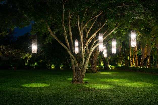 árbol con iluminación de la lámpara