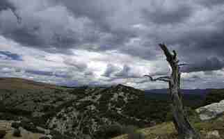 Foto gratuita Árbol muerto en una montaña bajo un cielo nublado en españa