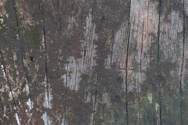 árbol de la naturaleza textura de la madera de cerca