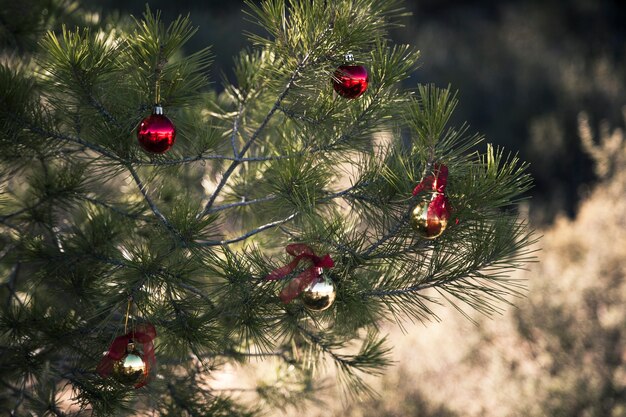 árbol de navidad en la naturaleza