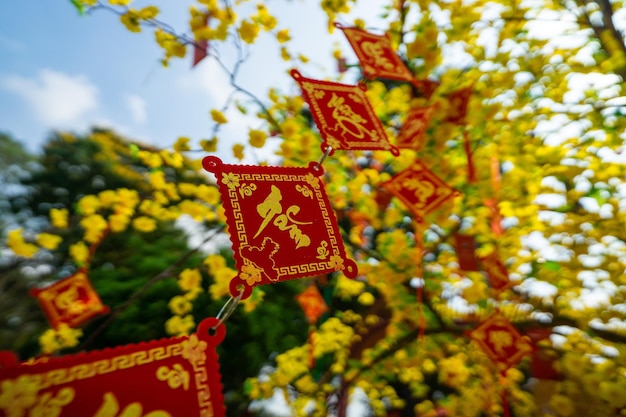 Árbol ochna integerrima (hoa mai) con dinero de la suerte. cultura tradicional en tet holiday en vietnam. el texto en la foto significa feliz año nuevo. enfoque selectivo.