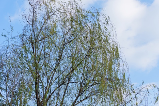 árbol en un parque