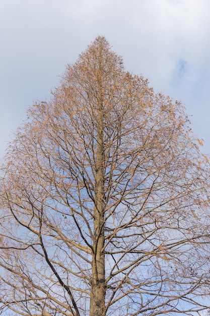 árbol en un parque