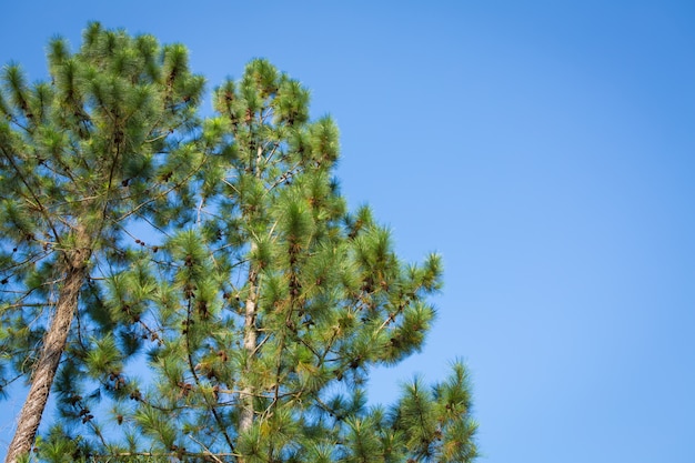 árbol de pino y los conos en el cielo azul