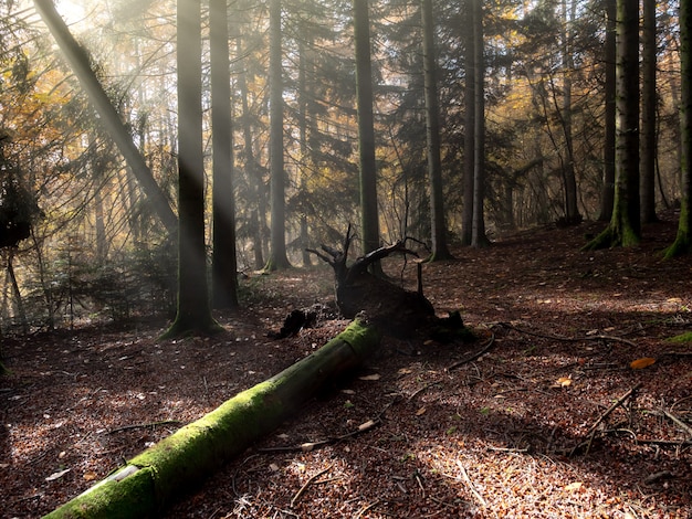 Foto gratuita Árbol roto en el suelo en un bosque con el sol brillando a través de las ramas