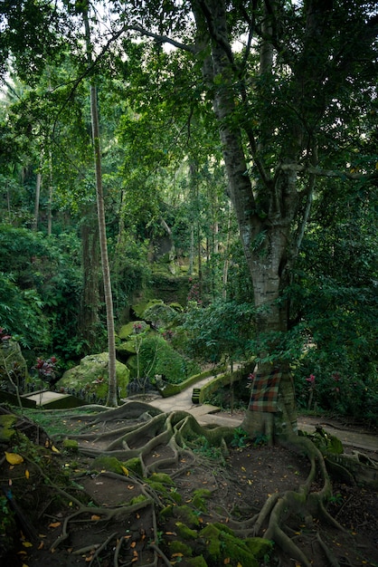 Foto gratuita Árbol sagrado con grandes raíces