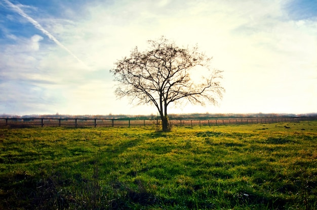 Foto gratuita Árbol seco al atardecer