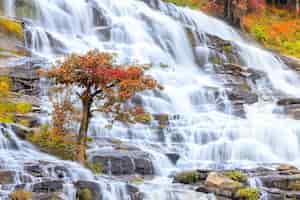 Foto gratuita Árbol sobre fondo de cascada durante el otoño