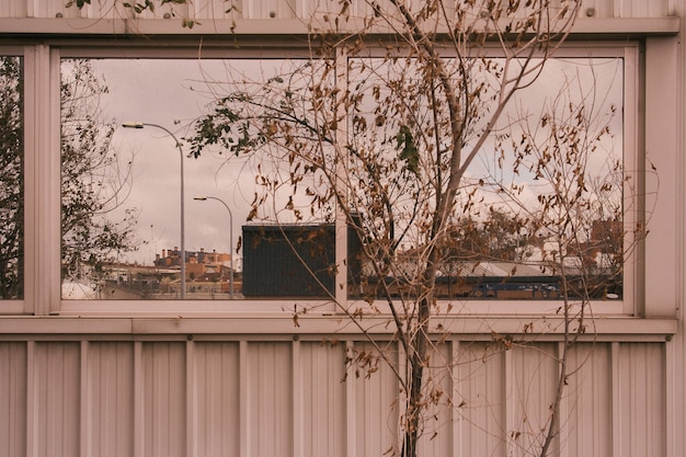 Foto gratuita Árbol en ventana