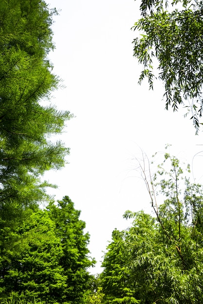 Foto gratuita Árbol verde con fondo blanco