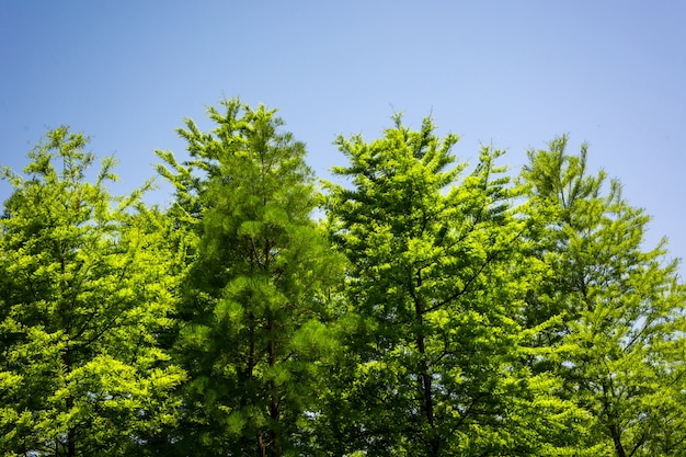 Foto gratuita Árbol