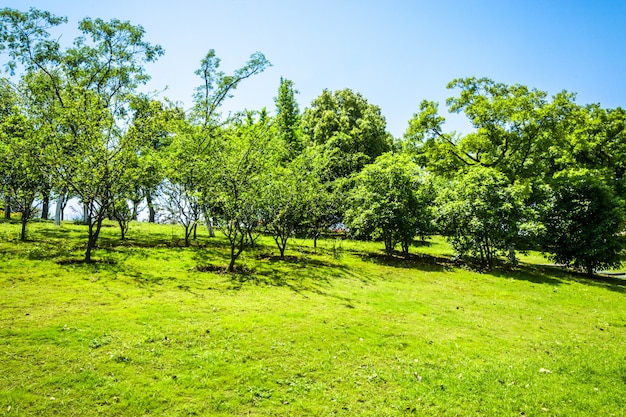 árbol