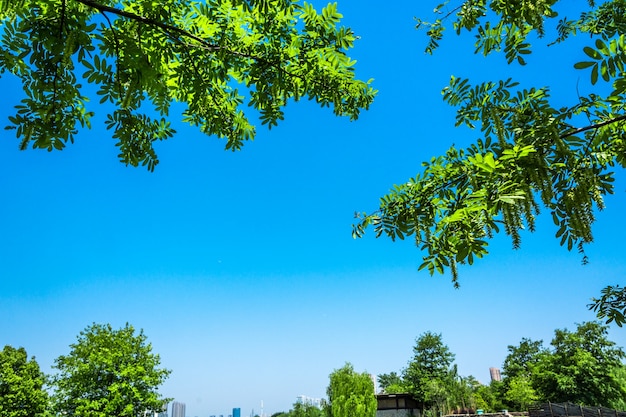 Foto gratuita Árbol