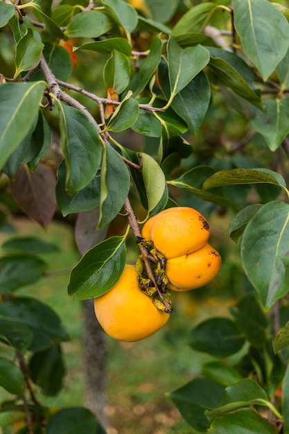 Foto gratuita Árbol