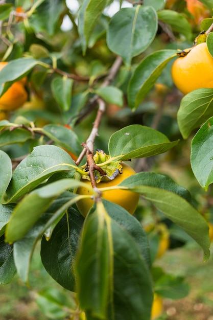 Foto gratuita Árbol