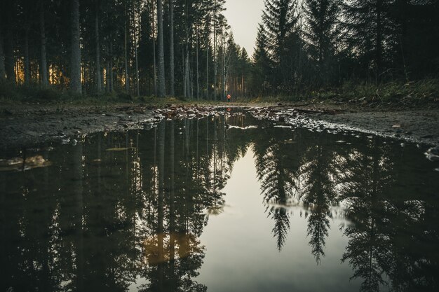 Los árboles altos forman el bosque reflejado en el agua de un pequeño lago