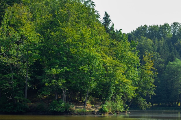 Foto gratuita Árboles cerca del lago en el bosque cerca de trakoscan en croacia